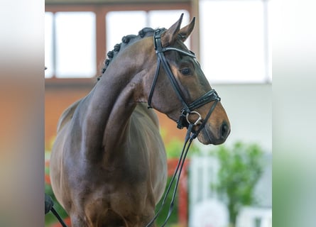 Westfalisk häst, Valack, 4 år, 167 cm, Brun