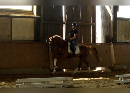 Westfalisk häst, Valack, 4 år, 168 cm, fux