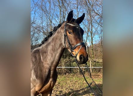 Westfalisk häst, Valack, 4 år, 168 cm, Mörkbrun