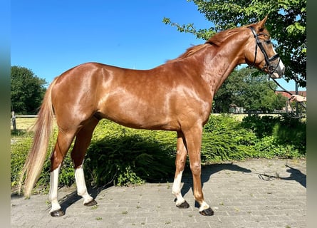 Westfalisk häst, Valack, 4 år, 169 cm, fux