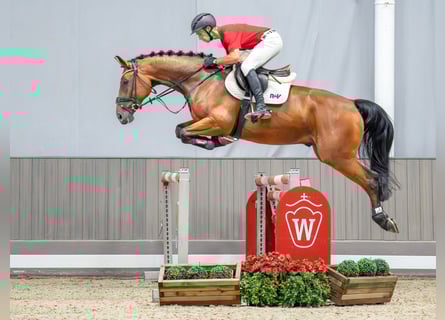 Westfalisk häst, Valack, 4 år, 170 cm, Brun