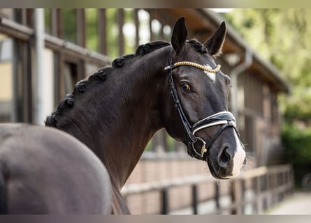 Westfalisk häst, Valack, 4 år, 170 cm, Svart