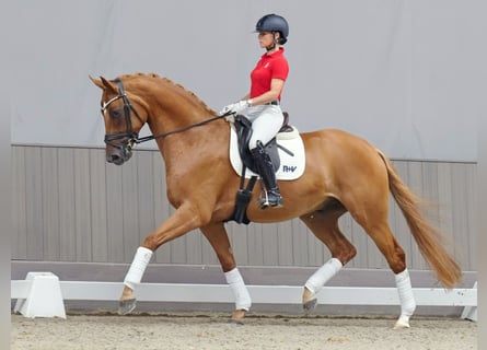 Westfalisk häst, Valack, 4 år, 171 cm, fux