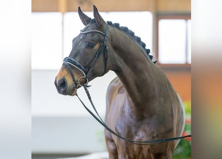 Westfalisk häst, Valack, 4 år, 172 cm, Brun