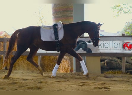 Westfalisk häst, Valack, 4 år, 172 cm, fux