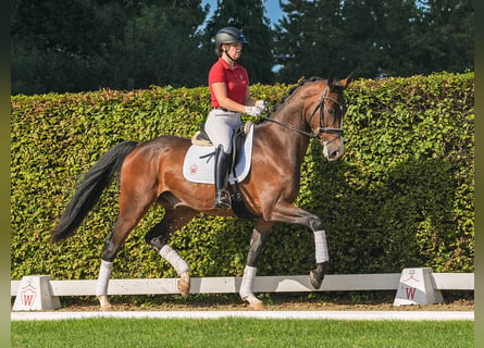 Westfalisk häst, Valack, 4 år, 173 cm, Brun