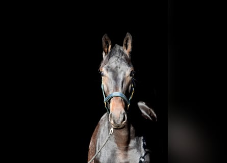 Westfalisk häst, Valack, 4 år, 174 cm, Svart