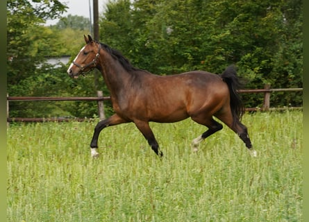 Westfalisk häst, Valack, 4 år, Brun