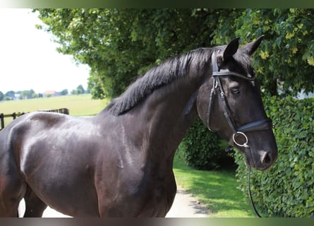 Westfalisk häst, Valack, 5 år, 160 cm, Svart
