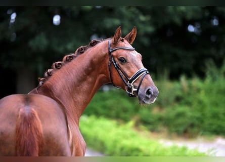 Westfalisk häst, Valack, 5 år, 163 cm, fux