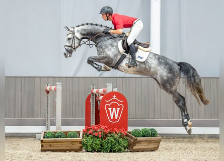 Westfalisk häst, Valack, 5 år, 164 cm, Grå