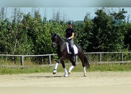 Westfalisk häst, Valack, 5 år, 164 cm, Svart