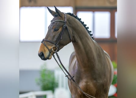 Westfalisk häst, Valack, 5 år, 167 cm, Brun