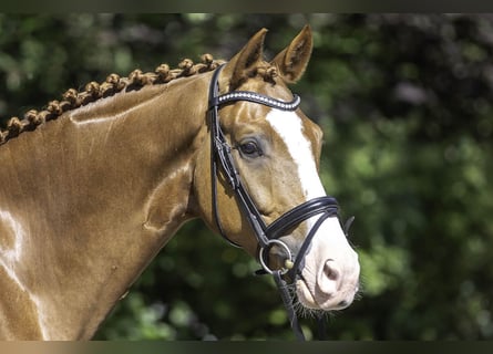 Westfalisk häst, Valack, 5 år, 167 cm, fux