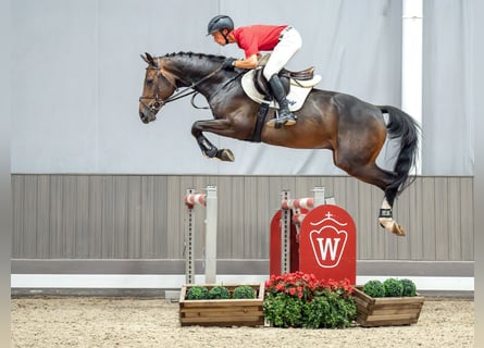 Westfalisk häst, Valack, 5 år, 167 cm, Mörkbrun