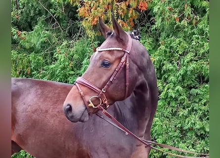 Westfalisk häst, Valack, 5 år, 168 cm, Brun