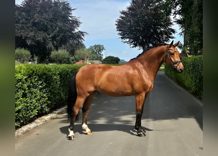 Westfalisk häst, Valack, 5 år, 168 cm