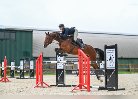 Westfalisk häst, Valack, 5 år, 169 cm, Brun