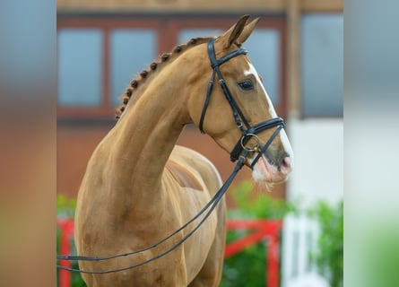 Westfalisk häst, Valack, 5 år, 169 cm, Fux