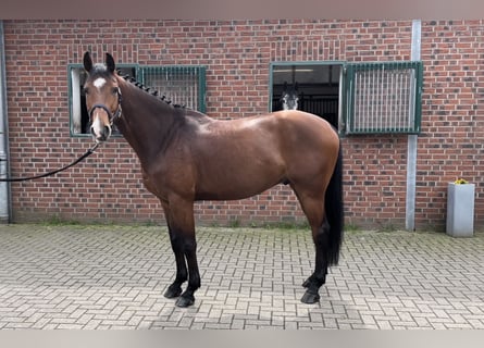 Westfalisk häst, Valack, 5 år, 169 cm