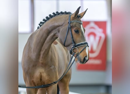 Westfalisk häst, Valack, 5 år, 170 cm, Brun