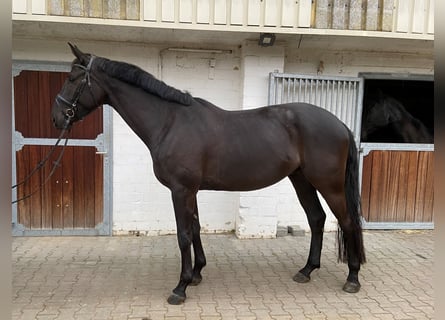 Westfalisk häst, Valack, 5 år, 170 cm, Rökfärgad svart