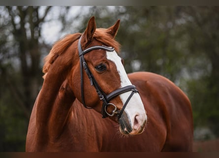 Westfalisk häst, Valack, 5 år, 171 cm, fux