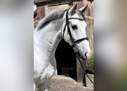 Westfalisk häst, Valack, 5 år, 171 cm, Grå