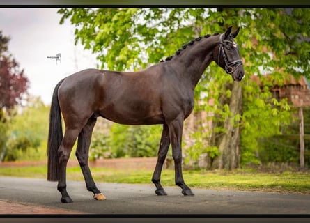 Westfale, Wallach, 5 Jahre, 172 cm