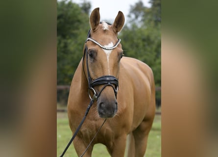 Westfalisk häst, Valack, 5 år, 172 cm, Palomino