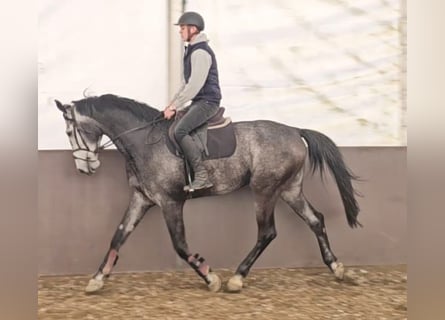Westfalisk häst, Valack, 5 år, 173 cm, Grå