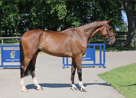 Westfalisk häst, Valack, 5 år, 177 cm, Brun