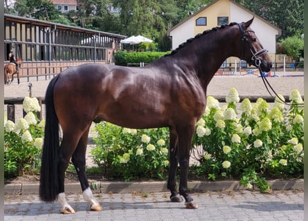 Westfalisk häst, Valack, 5 år, 178 cm, Mörkbrun