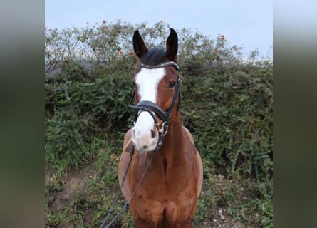 Westfalisk häst, Valack, 6 år, 165 cm, Brun