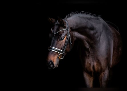 Westfalisk häst, Valack, 6 år, 165 cm, Mörkbrun