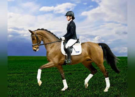 Westfalisk häst, Valack, 6 år, 167 cm, Brun