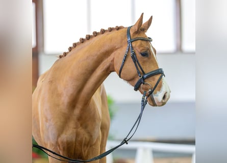 Westfalisk häst, Valack, 6 år, 168 cm, fux