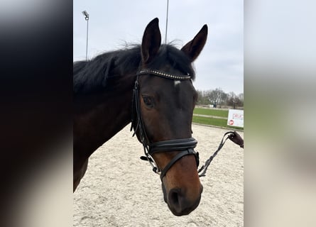 Westfalisk häst, Valack, 6 år, 168 cm, Mörkbrun