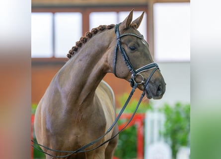 Westfalisk häst, Valack, 6 år, 170 cm, fux