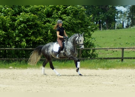 Westfalisk häst, Valack, 6 år, 170 cm, Grå