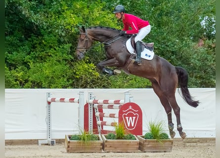 Westfalisk häst, Valack, 6 år, 170 cm, Rökfärgad svart