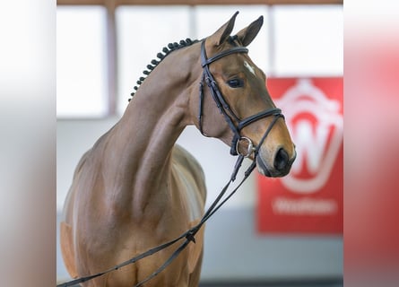 Westfalisk häst, Valack, 6 år, 171 cm, Brun