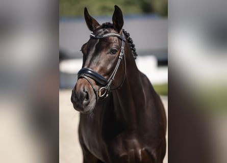 Westfalisk häst, Valack, 6 år, 171 cm, Mörkbrun