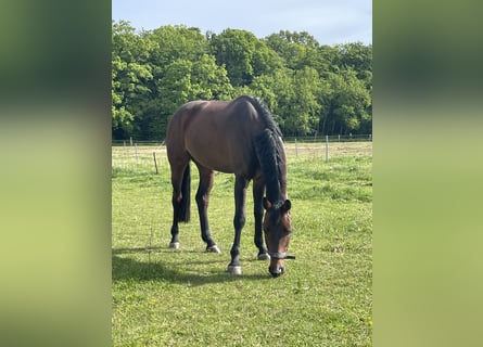 Westfalisk häst, Valack, 6 år, 171 cm, Mörkbrun