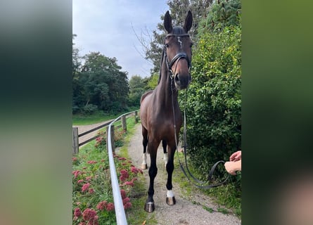 Westfalisk häst, Valack, 6 år, 173 cm, Mörkbrun