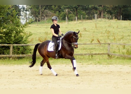 Westfalisk häst, Valack, 7 år, 163 cm, Mörkbrun