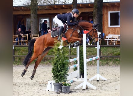 Westfalisk häst, Valack, 7 år, 165 cm, Brun