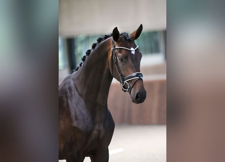 Westfalisk häst, Valack, 7 år, 168 cm, Mörkbrun