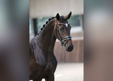 Westfalisk häst, Valack, 7 år, 169 cm, Mörkbrun