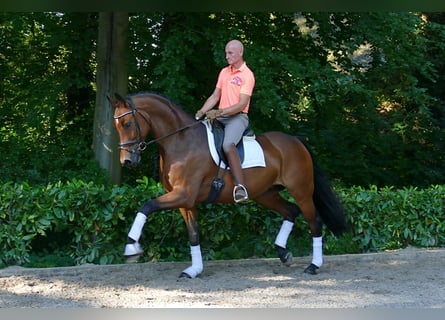 Westfalisk häst, Valack, 7 år, 171 cm, Mörkbrun
